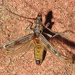 Deerolus hoelzeli